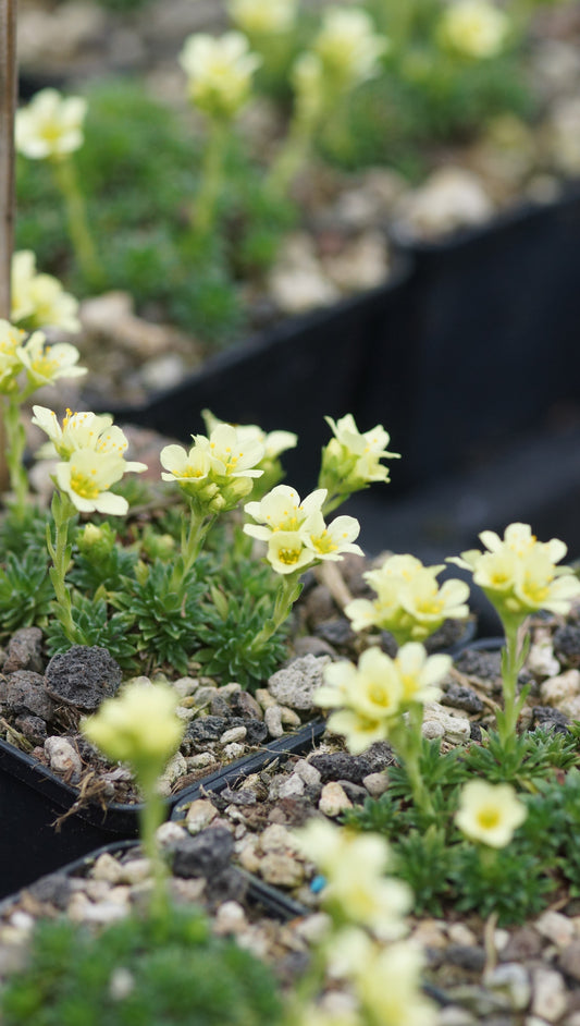 Saxifraga x apiculata 'Gregor Mendel' - Elfenbein-Steinbrech