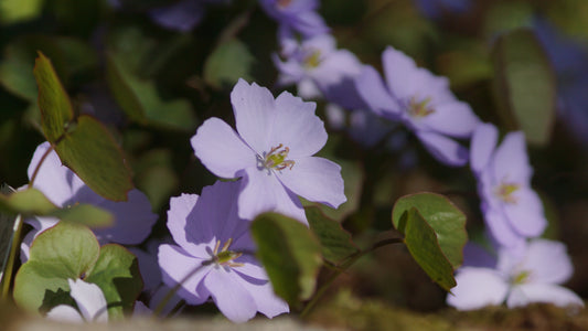 Jeffersonia dubia (Syn. Plagiorhegma dubium) - Herzblattschale
