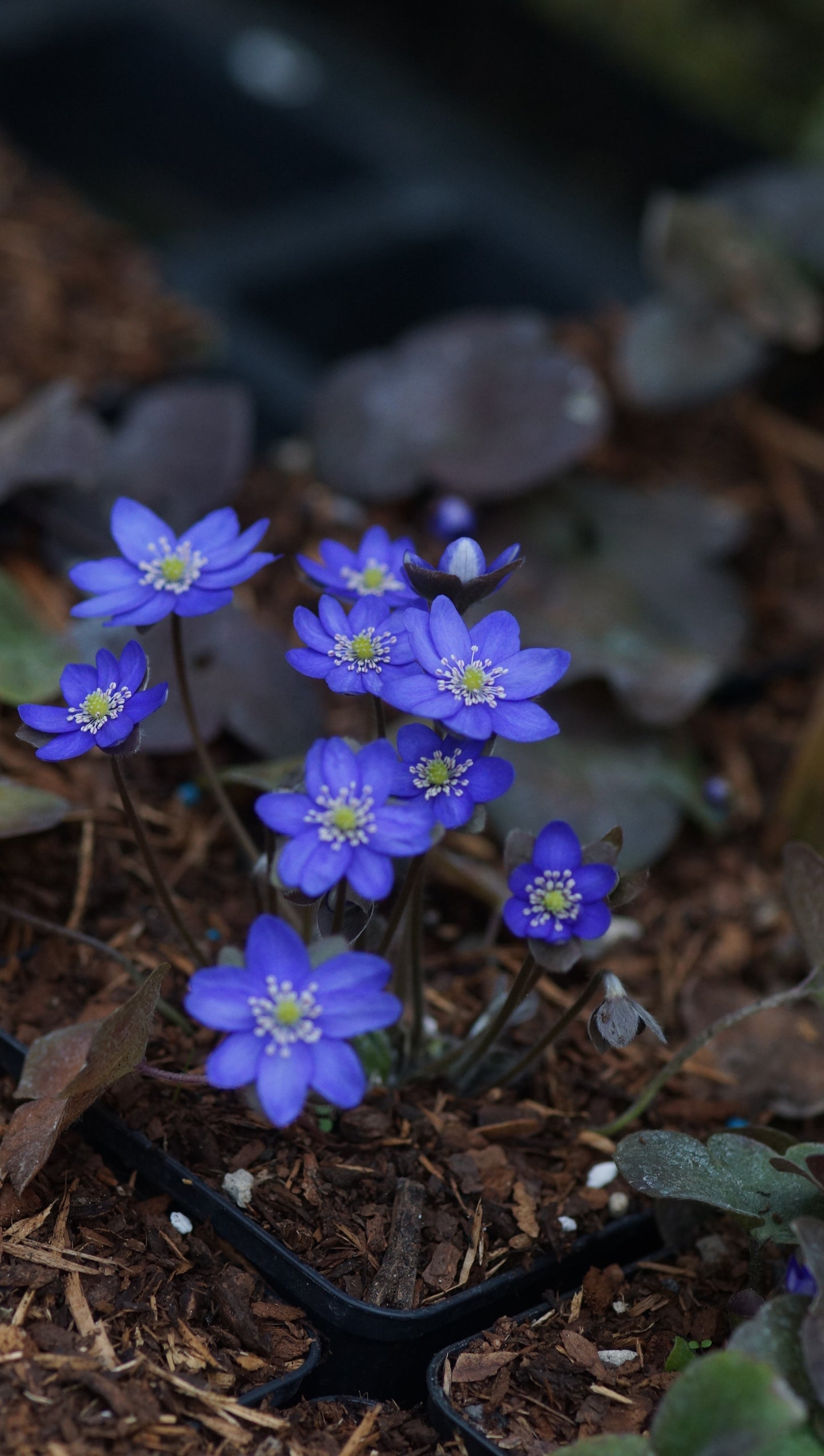 Hepatica nobilis - Leberblümchen