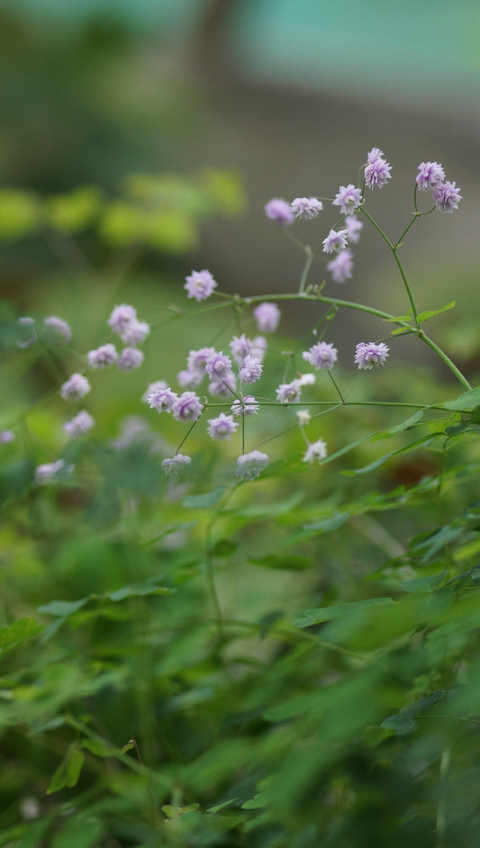 Thalictrum delavayi 'Hewitts Double' - Gefüllte Wiesenraute