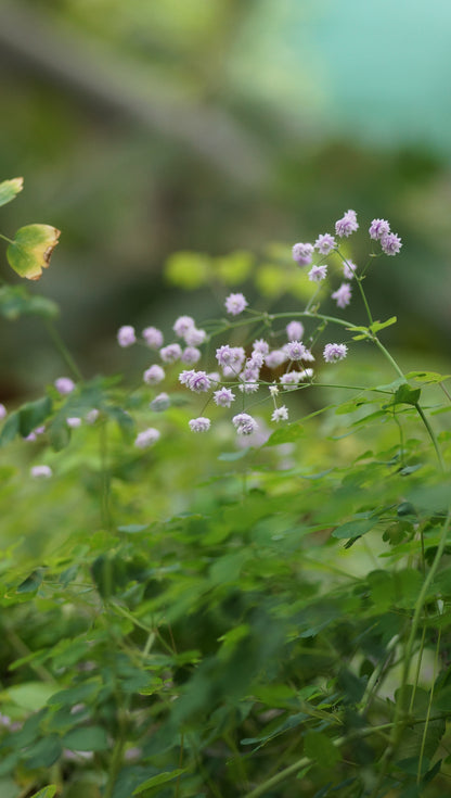 Thalictrum delavayi 'Hewitts Double' - Gefüllte Wiesenraute