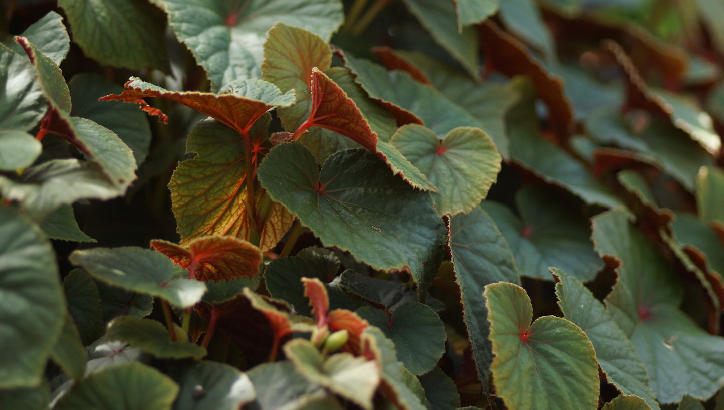 Begonia grandis var. evansiana - Stauden-Begonie