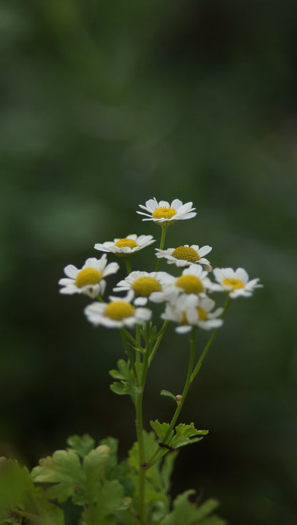 Tanacetum parthenium - Mutterkraut