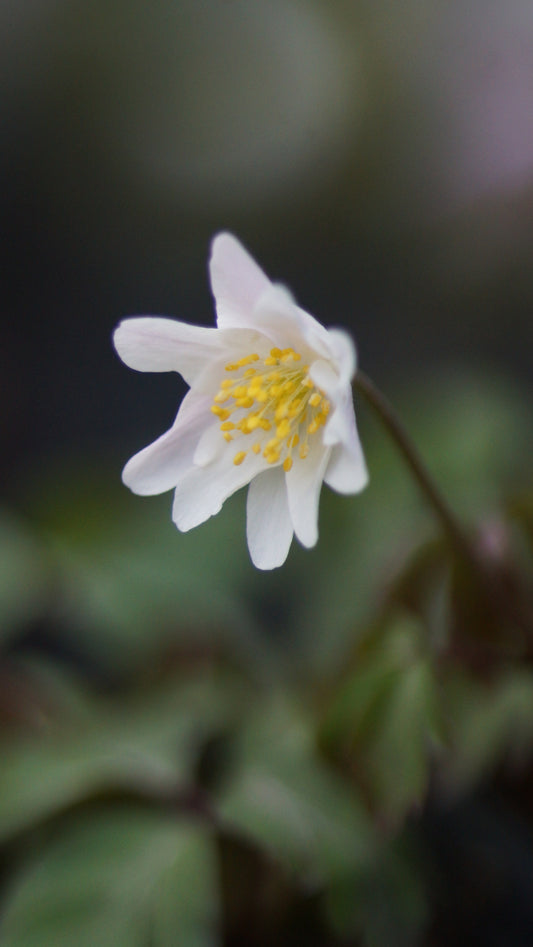 Anemone nemorosa 'Flushing' - Buschwindröschen