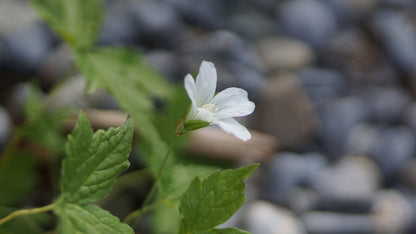 Geranium nodosum 'Silverwood' - Knotiger Storchschnabel