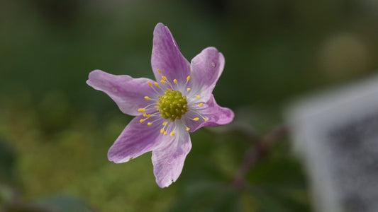 Anemone nemorosa 'Cedric's Pink' - Buschwindröschen