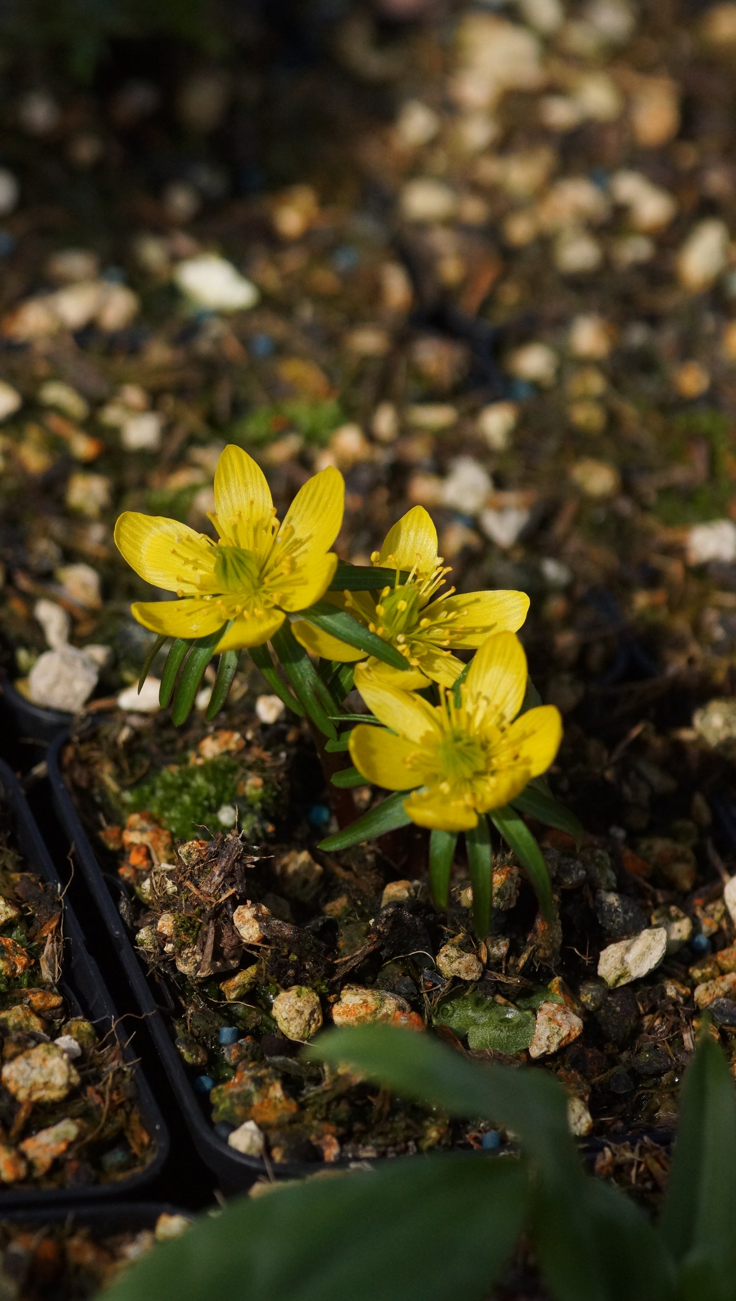 Eranthis hyemalis - Winterling