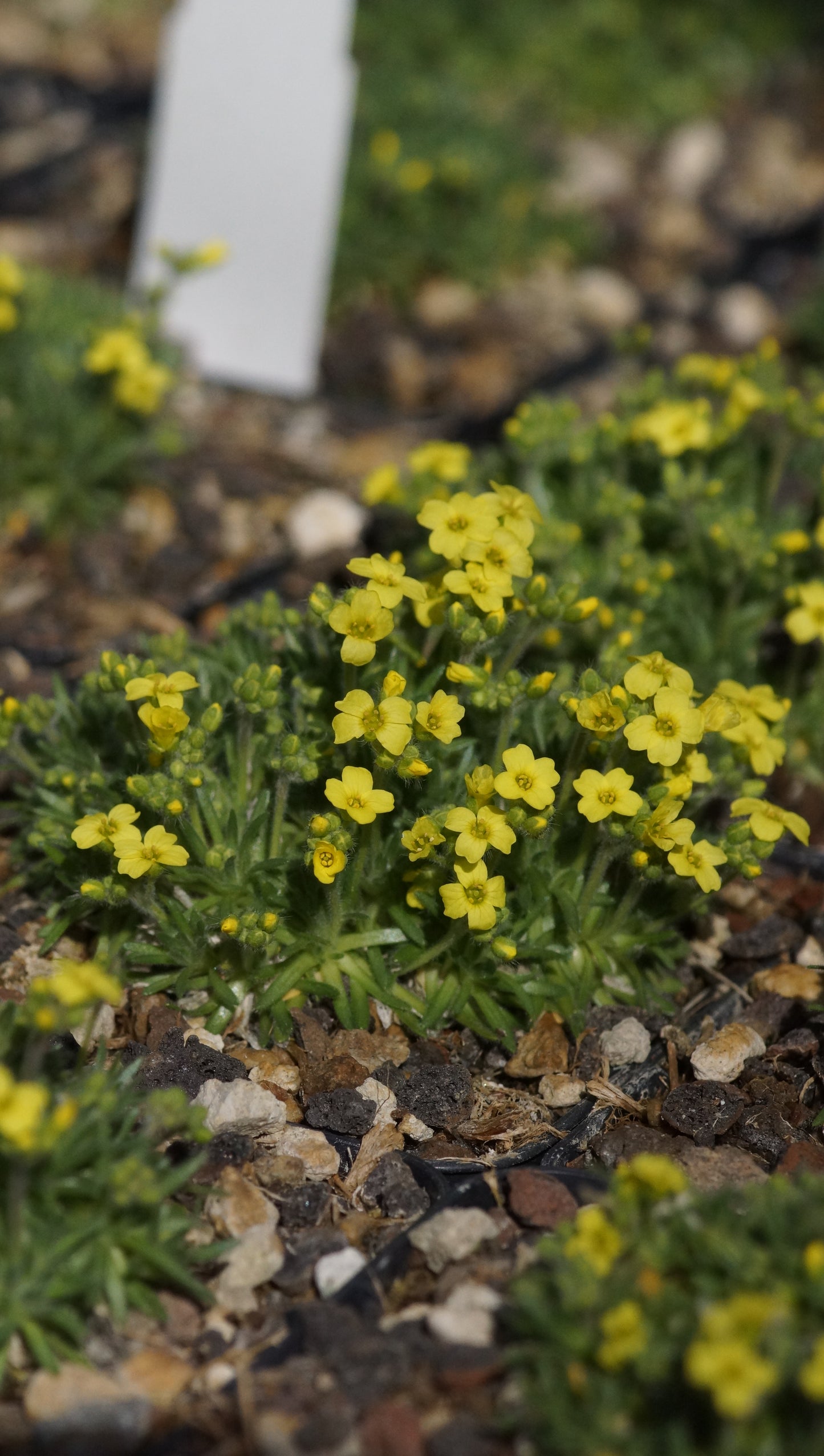 Draba cappadocica - Hungerblümchen