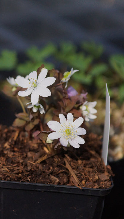 Anemonella thalictroides - Rautenanemone