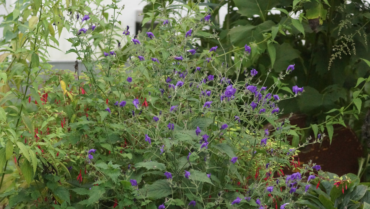 Strobilanthes atropurpureus (Syn. S. wallichii) - Otternkopf