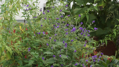 Strobilanthes atropurpureus (Syn. S. wallichii) - Otternkopf