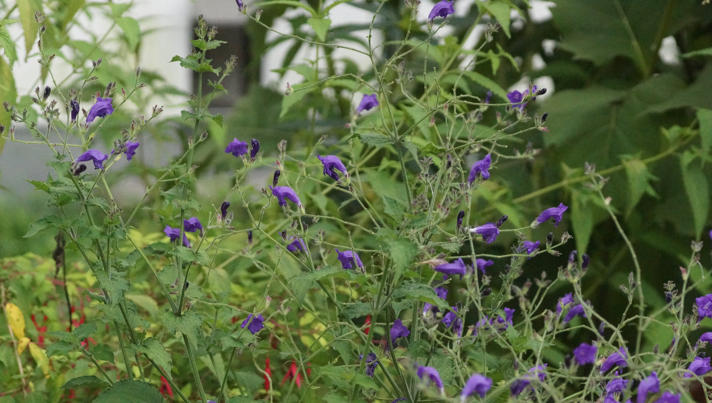 Strobilanthes atropurpureus (Syn. S. wallichii) - Otternkopf