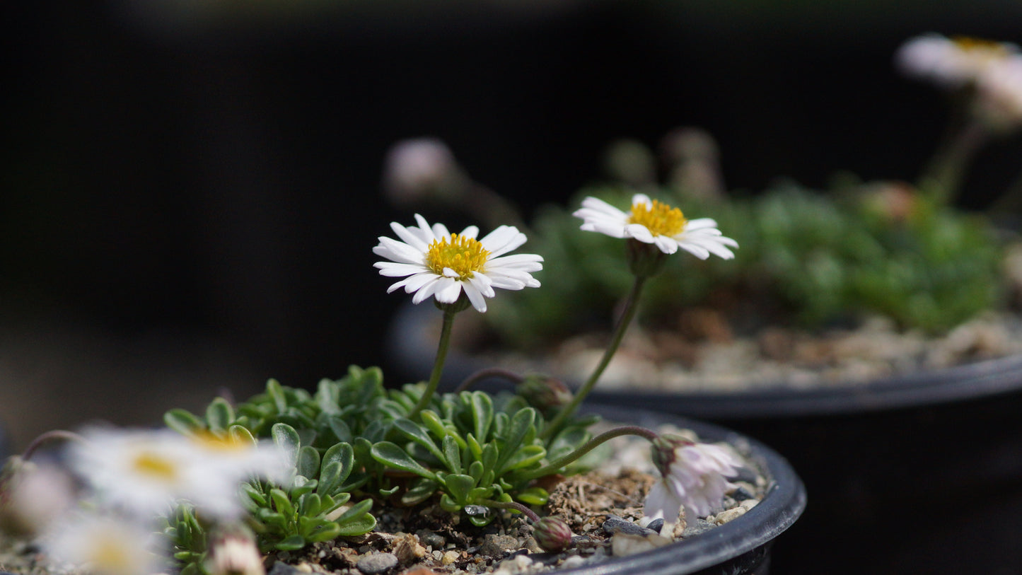 Erigeron scopulinus - Winn-Falls-Flohkraut