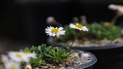 Erigeron scopulinus - Winn-Falls-Flohkraut