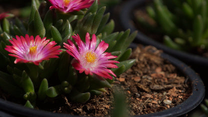 Delosperma Hybridre 'Ice Cream Fire' - Mittagsblume