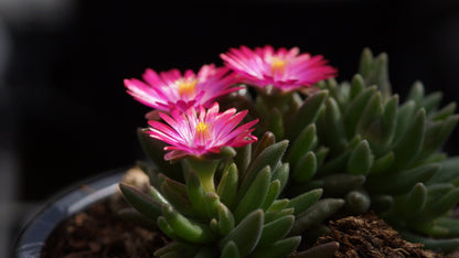 Delosperma Hybridre 'Ice Cream Fire' - Mittagsblume