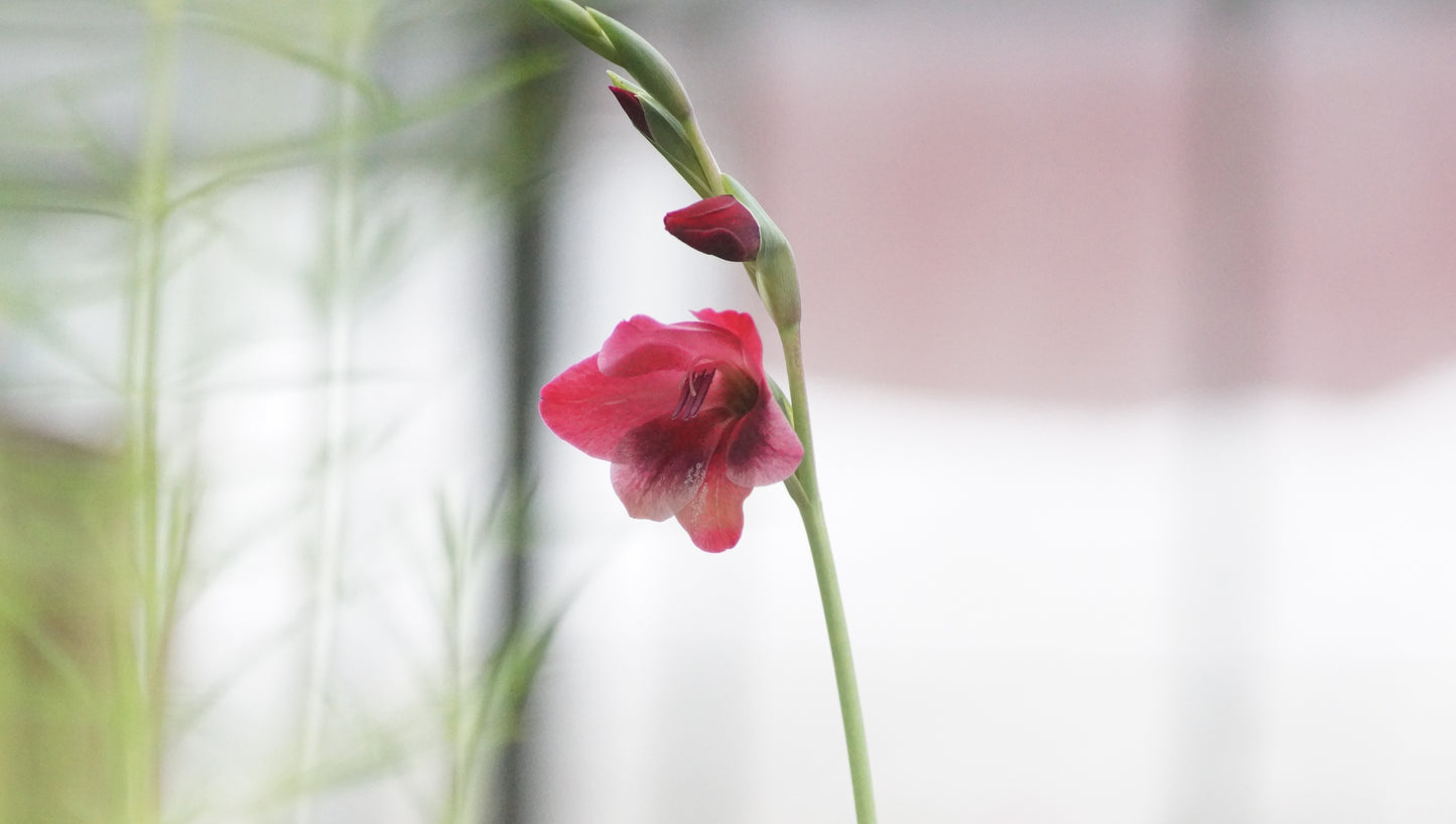 Gladiolus papilio 'Ruby' - Schmetterlings-Gladiole