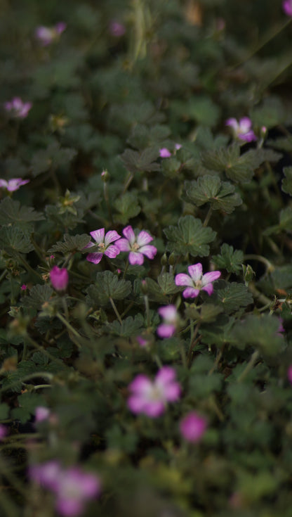 Geranium Hybride 'Orkney Cherry®' - Storchschnabel