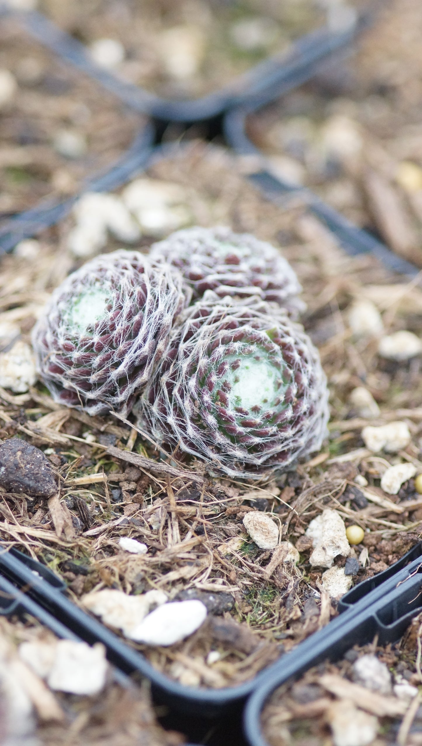 Sempervivum arachnoideum 'Carnival de Nice' - Spinnweben Hauswurz