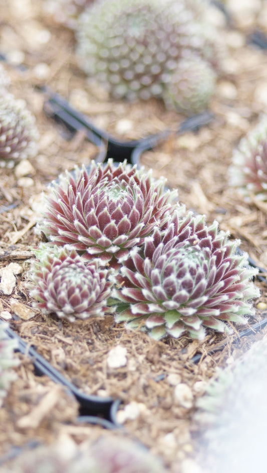 Sempervivum Arachnoideum-Hybride 'Ashes of Roses' - Spinnweben Hauswurz