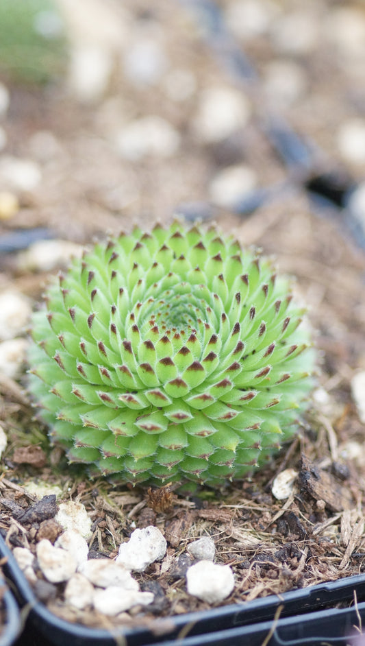 Sempervivum ciliosum var. octopodes - Hauswurz