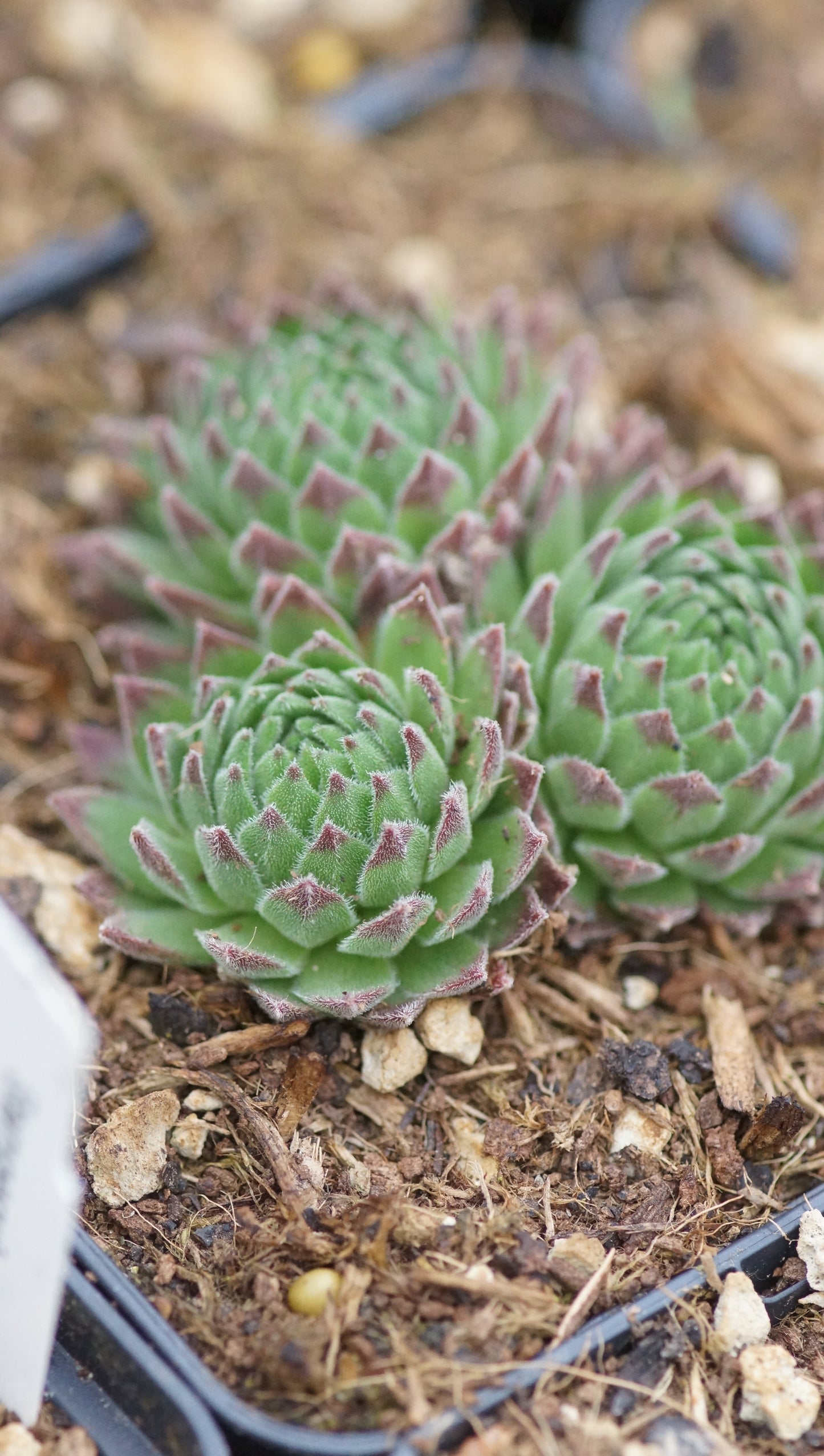 Sempervivum arachnoideum subsp. arachnoideum - Spinnweben-Hauswurz
