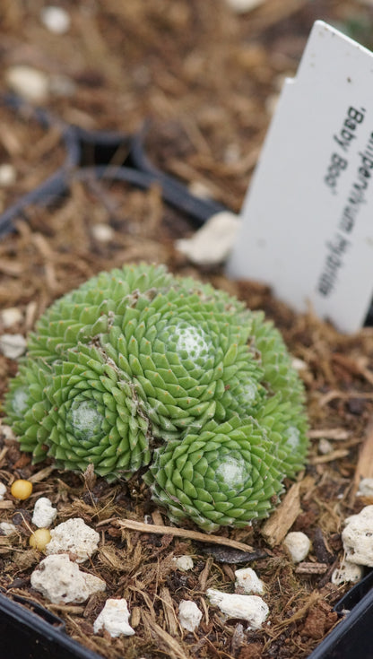 Sempervivum arachnoideum 'Baby Boo' - Spinnweben-Hauswurz