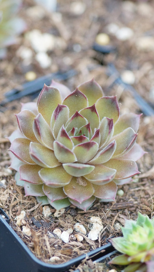 Sempervivum Hybride 'Alchemist' - Hauswurz