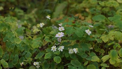 Anemonella thalictroides - Rautenanemone