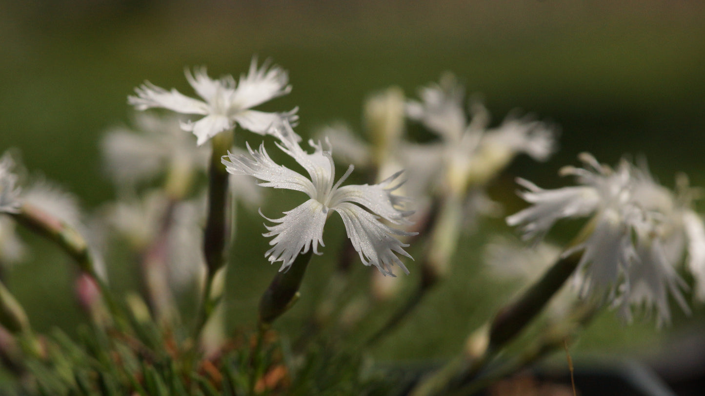 Dianthus squarrosus 'Berlin Snow' - Zwerg-Nelke