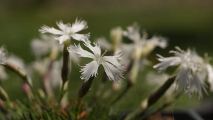 Dianthus squarrosus 'Berlin Snow' - Zwerg-Nelke