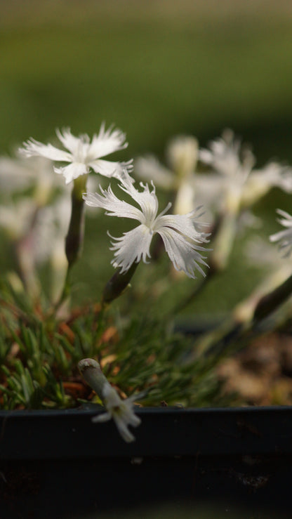 Dianthus squarrosus 'Berlin Snow' - Zwerg-Nelke