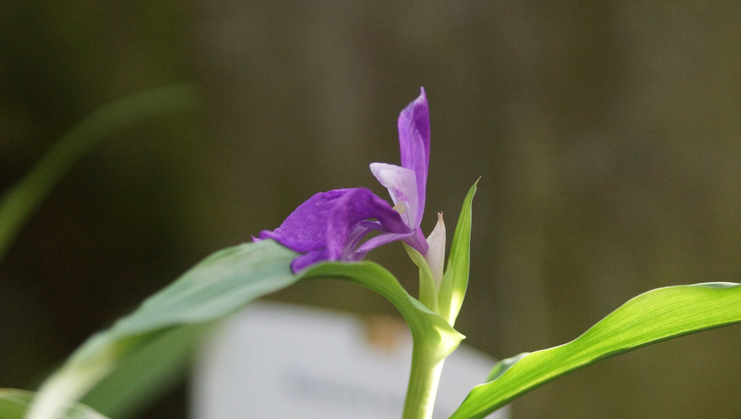 Roscoea auriculata - Ohrblättrige Scheinorchidee