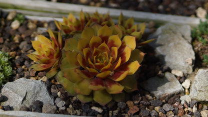 Sempervivum Hybride 'Gold Nugget' - Hauswurz