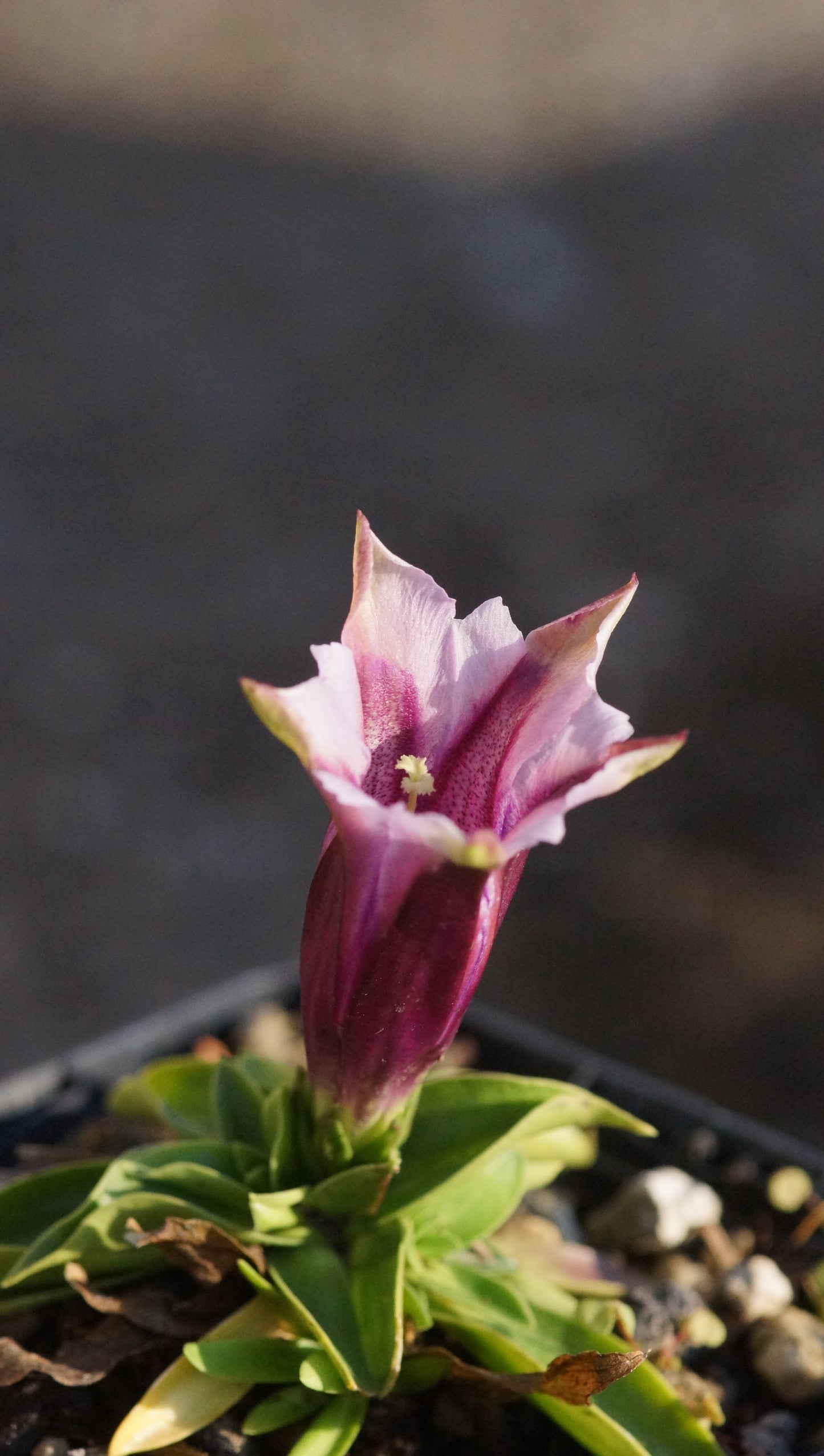 Gentiana clusii 'Rosea' - Clusius-Enzian