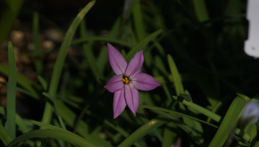 Ipheion uniflorum 'Tessa' - Einblütiger Frühlingsstern