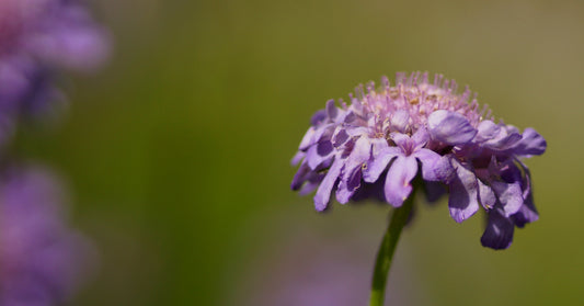 Scabiosa columbaria - Tauben-Skabiose