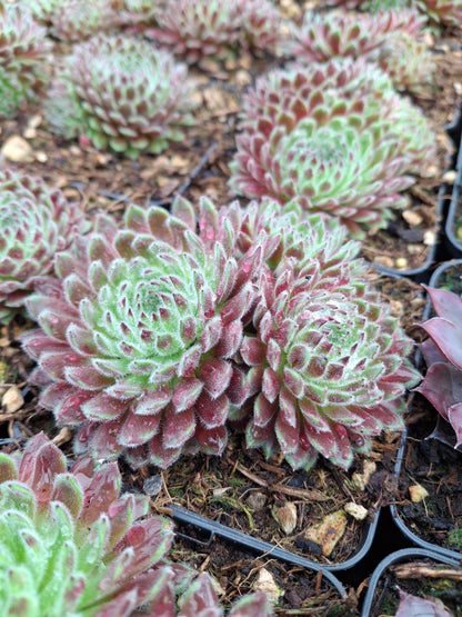 Sempervivum arachnoideum x pittonii 'Cho' - Hauswurz